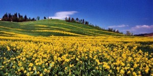 Colle dei Pini di Riccione